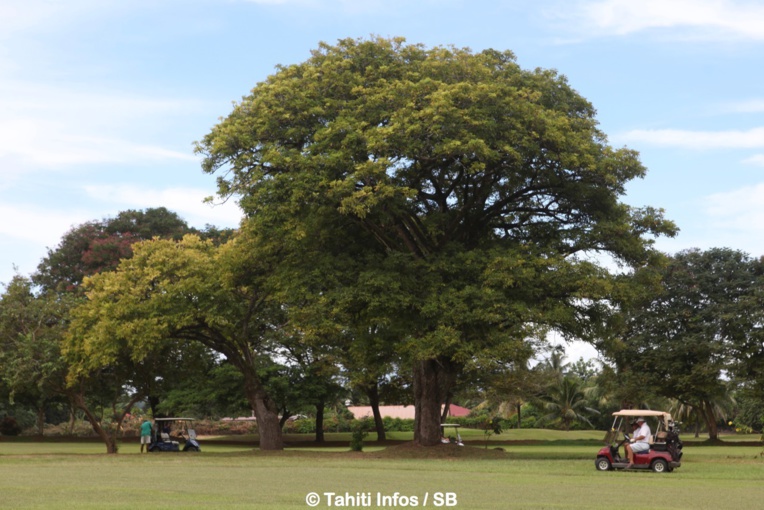 La compétition s'est déroulée dans le cadre somptueux du domaine d'Atimaono La compétition s'est déroulée dans le cadre somptueux du domaine d'Atimaono