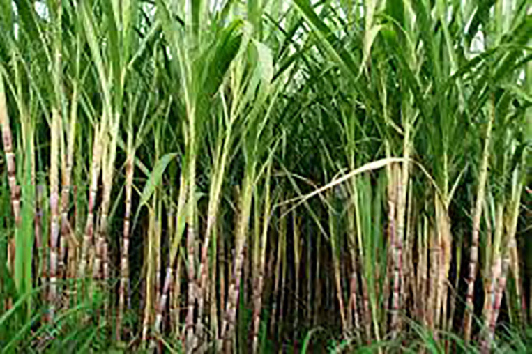 Outre-mer: aide 38 millions d'euros pour les entreprises sucrières