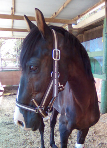 Le cheval Manatea est décédé ce week-end