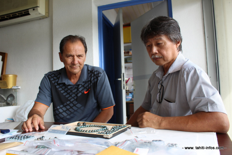 La Galatea, la perle très précieuse originaire des Gambier La Galatea, la perle très précieuse originaire des Gambier