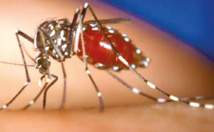 La dengue fait un 8e mort en Nouvelle-Calédonie