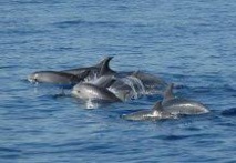 Maroc: le grand dauphin, bête noire des pêcheurs d'Al-Hoceïma