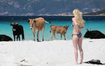 France : en Corse, une cohabitation pas toujours pacifique entre touristes et bovins sur la plage