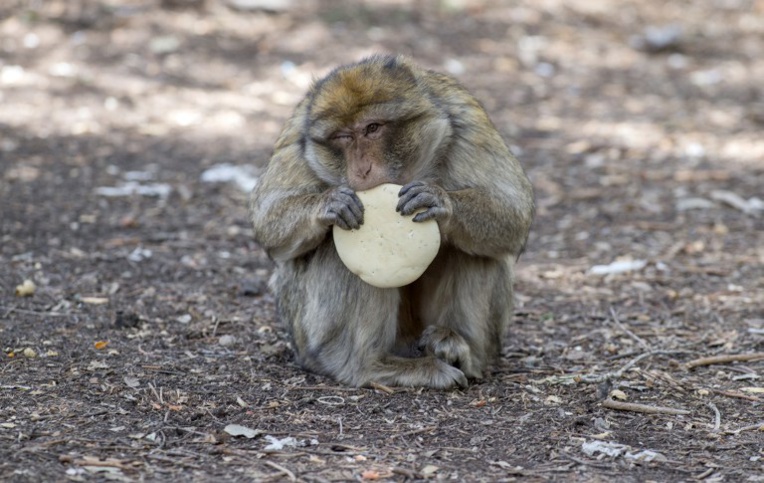 Landes: quelque 150 macaques porteurs d'un herpès mortel pour l'homme euthanasiés