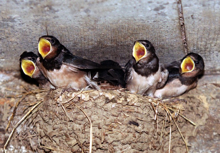 A Languidic, le plus grand centre de soins pour animaux sauvages ne désemplit pas