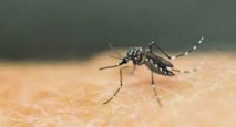 Un bébé de 6 mois meurt de la dengue en Nouvelle-Calédonie Un bébé de 6 mois meurt de la dengue en Nouvelle-Calédonie
