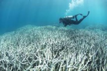 Grande barrière de corail: l'impact du blanchissement plus grave que prévu