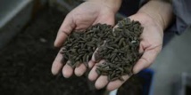 En Chine, des "asticots gloutons" contre les déchets alimentaires
