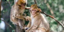 Landes: marche et recueillement pour 163 singes euthanasiés Landes: marche et recueillement pour 163 singes euthanasiés