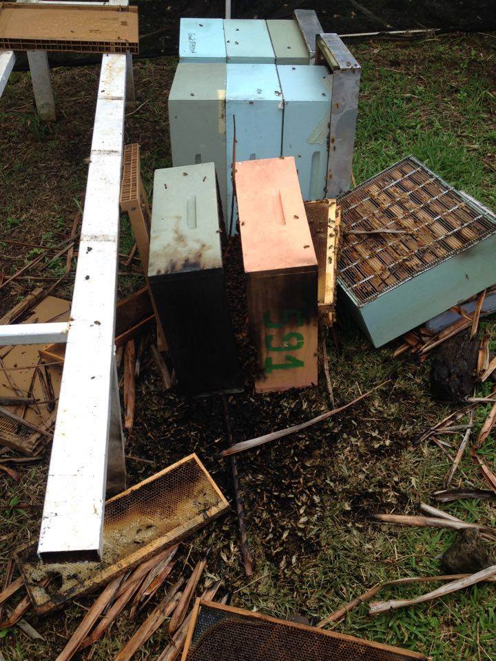 Vol et vandalisme de ruches : les apiculteurs dans la tourmente