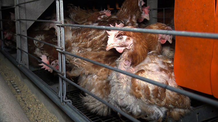 L214 met en cause un élevage de poules vendéen et interpelle Panzani