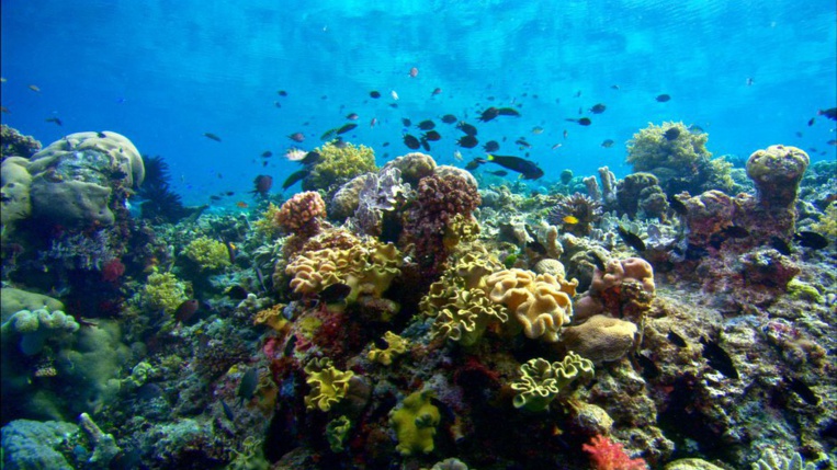 Nos magnifiques récifs, entre beauté incroyable et fragilité inquiétante. Nos magnifiques récifs, entre beauté incroyable et fragilité inquiétante.