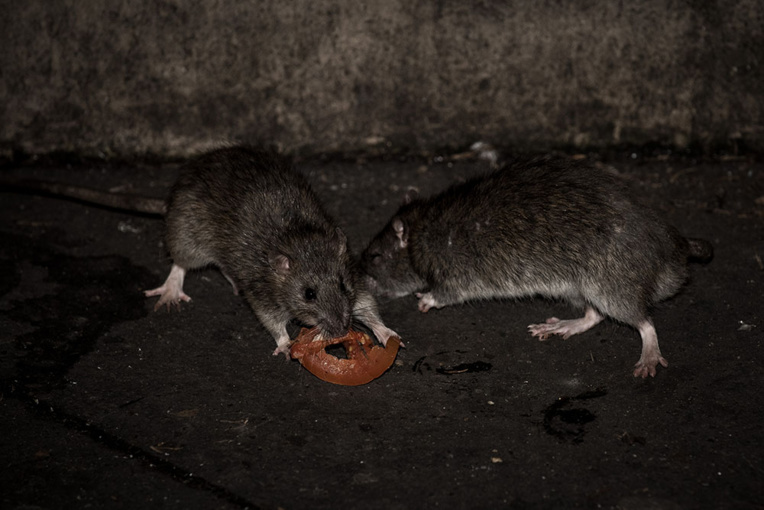 Des milliers de rats envahissent des villages en Birmanie