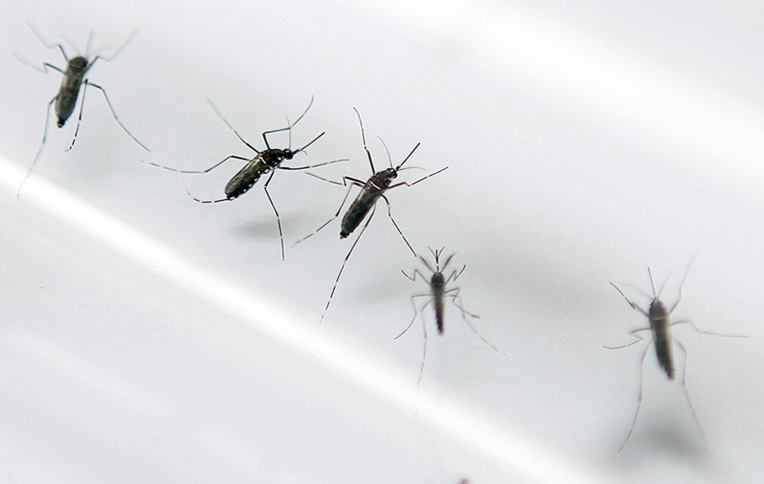 Zika, chikungunya: les moustiques modifiés, "une perspective intéressante"