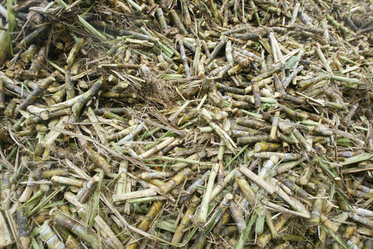 La Réunion: planteurs et industriels s'affrontent sur le prix de la canne La Réunion: planteurs et industriels s'affrontent sur le prix de la canne