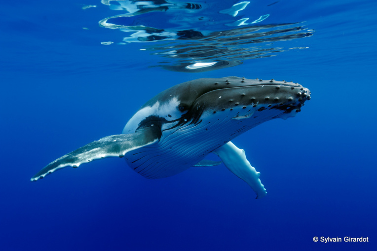 baleines polynesie