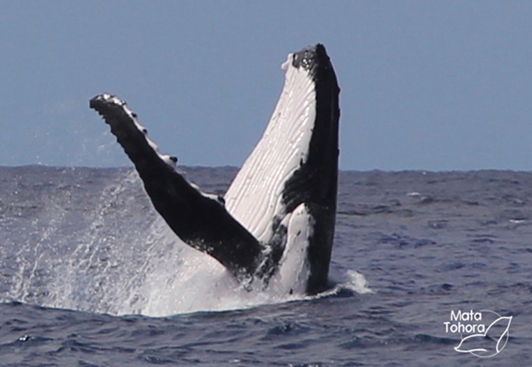 En Océanie, le nombre de baleines à bosse s’est réduit à moins de 1 % de la valeur originelle.