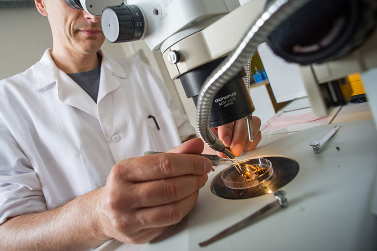 Iles et côtes, terres d'accueil des espèces envahissantes