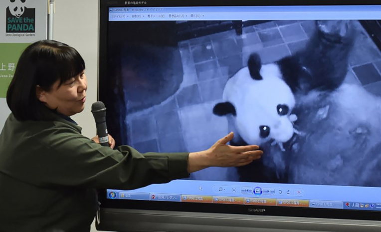 Le bébé panda né lundi au Japon se porte bien Le bébé panda né lundi au Japon se porte bien