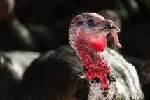 En Australie jadis, un dindon grand comme un kangourou (chercheurs) En Australie jadis, un dindon grand comme un kangourou (chercheurs)