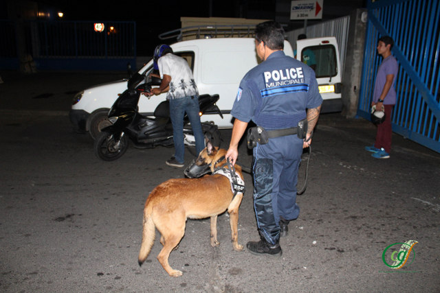 Au cœur de la brigade cynophile de la police municipale de Papeete
