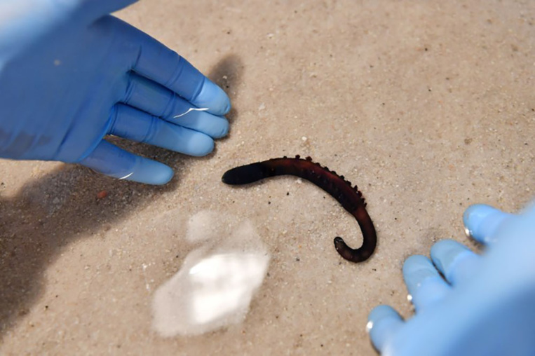 Une société bretonne élève par millions des vers marins aux vertus médicinales Une société bretonne élève par millions des vers marins aux vertus médicinales