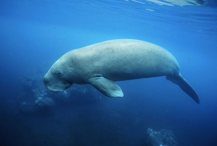 Nouvelle-Calédonie: les dugongs menacés de disparition par le braconnage Nouvelle-Calédonie: les dugongs menacés de disparition par le braconnage