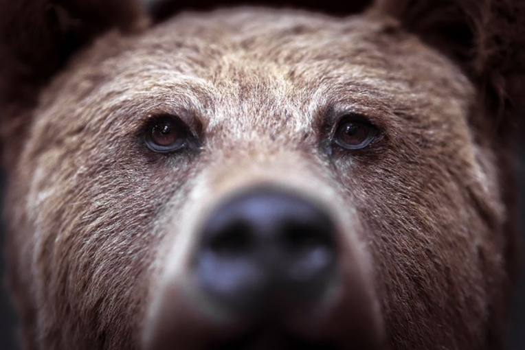 Un adolescent américain tué par un ours durant une course en Alaska Un adolescent américain tué par un ours durant une course en Alaska