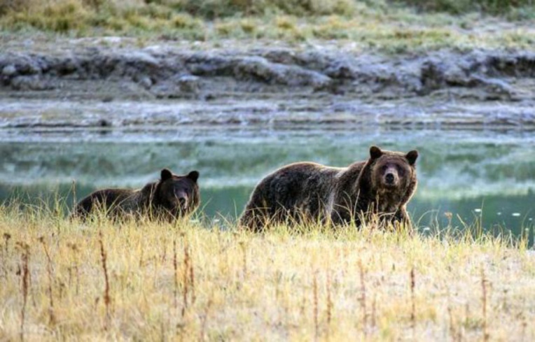 Les ours grizzly de Yellowstone retirés de la liste des animaux protégés Les ours grizzly de Yellowstone retirés de la liste des animaux protégés