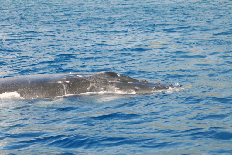 La première baleine à bosse des Îles du Vent a été vue aujourd'hui à Moorea, en baie d'Opunohu. (Photo : Michael Poole)