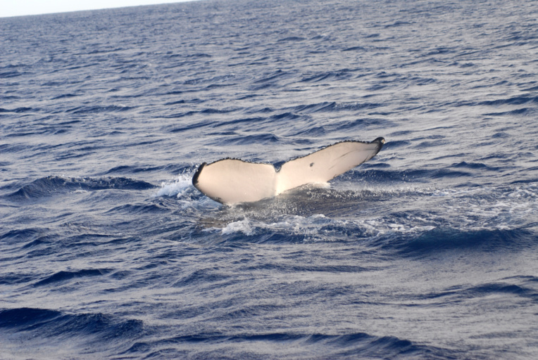 L'approche des cétacés est soumise à une réglementation stricte… (Photo : Michael Poole)