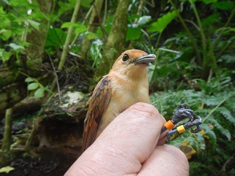 Réunion : tout savoir sur le monarque de Tahiti Réunion : tout savoir sur le monarque de Tahiti