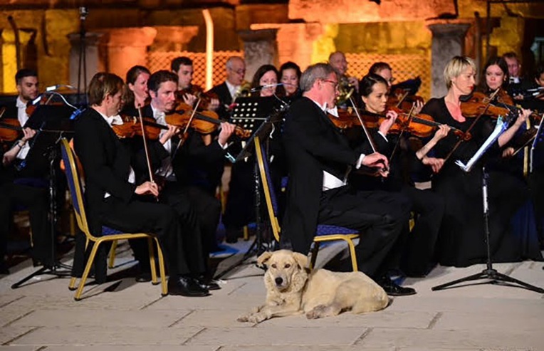 Turquie: un chien mélomane nouvelle star des réseaux sociaux Turquie: un chien mélomane nouvelle star des réseaux sociaux