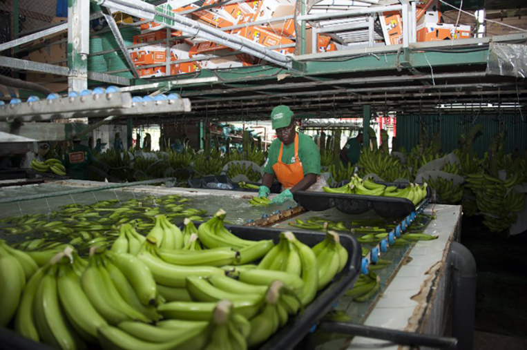 Guadeloupe : reprise du travail lundi dans la filière banane