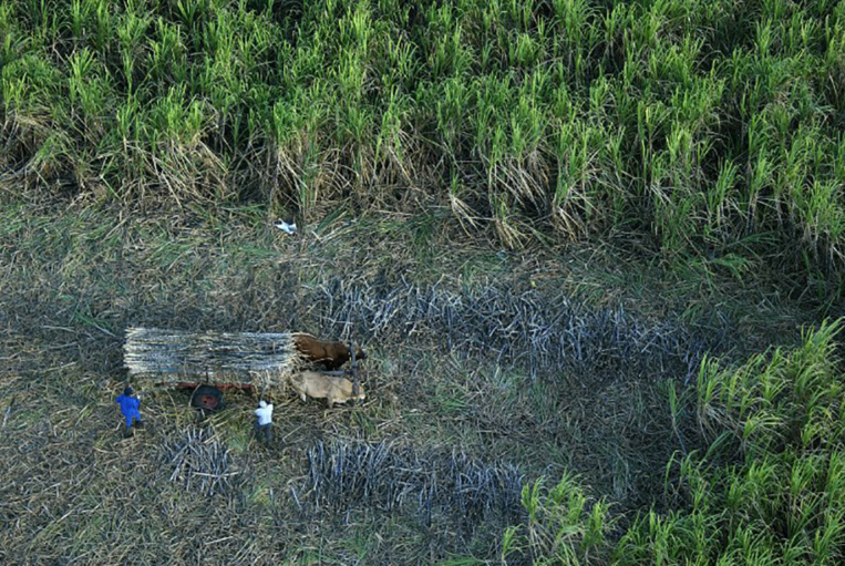 La Réunion: enlisement du conflit entre les planteurs de cannes à sucre et le groupe Tereos La Réunion: enlisement du conflit entre les planteurs de cannes à sucre et le groupe Tereos