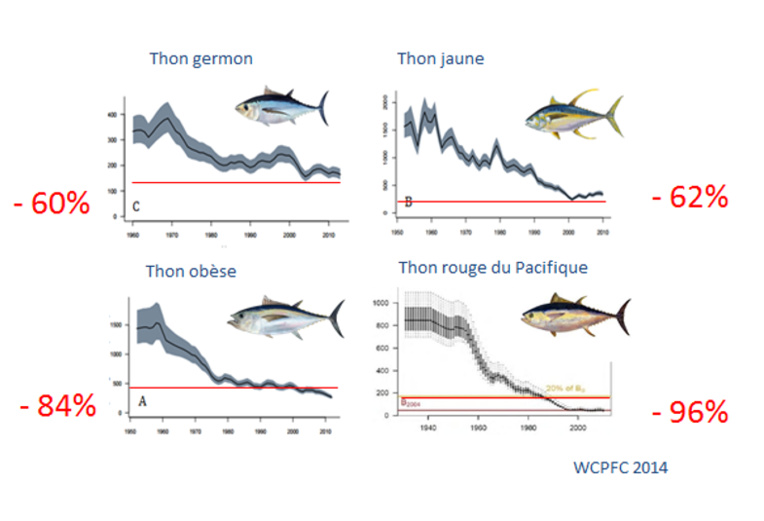Biomasse des 4 espèces principales de thon dans le Pacifique occidental et central (la ligne rouge est le Rendement Maximal Durable, la limite à ne pas franchir pour ne pas menacer l’espèce) (CPS 2014).
