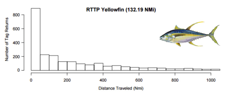 Déplacement médian de thons à nageoires jaunes tagués entre 1989 et1995 ; la grande majorité des individus ont été recapturés à une distance inférieure à 200 milles marins (Sibert et Hampton, 2002). Déplacement médian de thons à nageoires jaunes tagués entre 1989 et1995 ; la grande majorité des individus ont été recapturés à une distance inférieure à 200 milles marins (Sibert et Hampton, 2002).