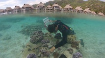 Moorea : des jeunes s'engagent pour sauver les coraux