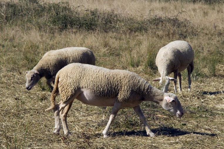 Norvège: des dizaines de vététistes mis KO par des déjections de mouton