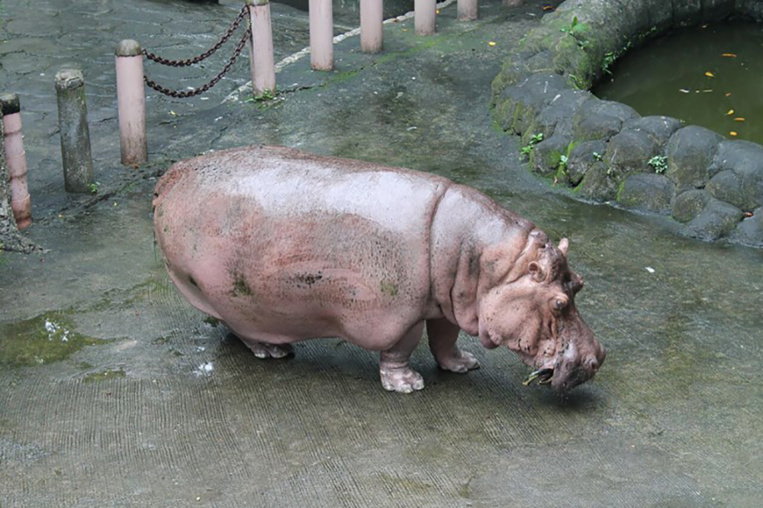 Bertha, doyenne probable des hippopotames, est morte à 65 ans