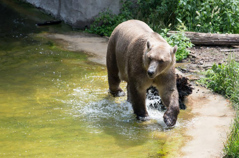 USA: un campeur se réveille la tête dans la gueule d'un ours