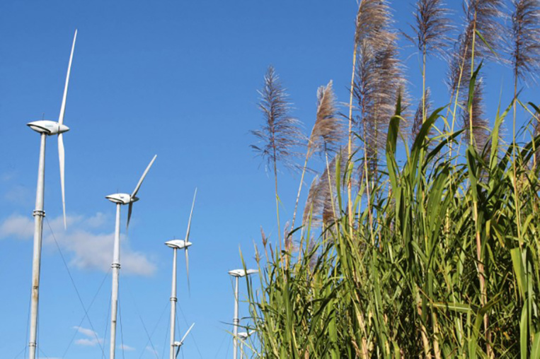La Réunion: fin du conflit autour du prix de la canne à sucre La Réunion: fin du conflit autour du prix de la canne à sucre