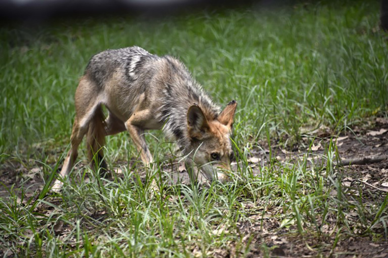 L'extinction de masse des animaux s'accélère L'extinction de masse des animaux s'accélère