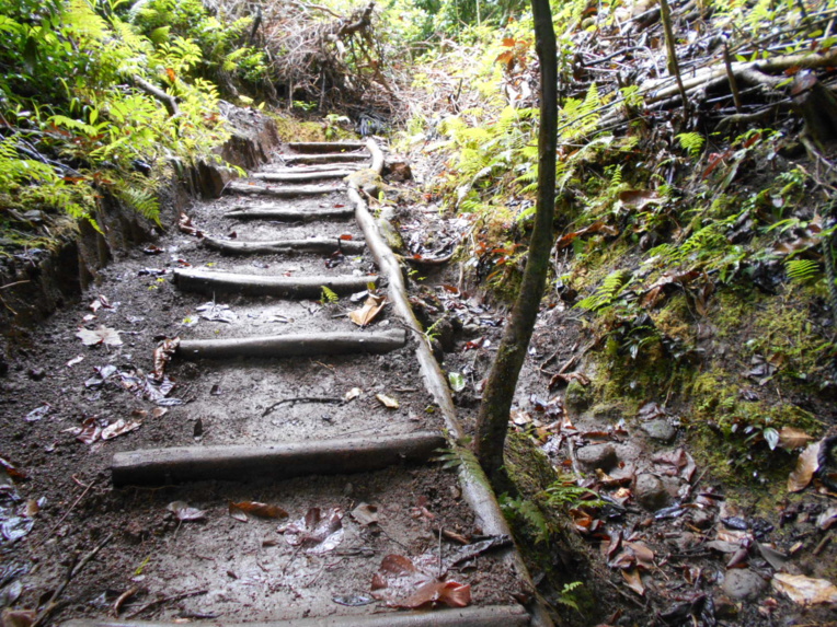 Un parcours aventure prévu à Vaipahi pour 2018 Un parcours aventure prévu à Vaipahi pour 2018