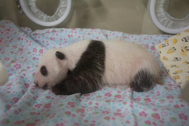 Le petit panda né au Japon passe le cap d'un mois en bonne santé Le petit panda né au Japon passe le cap d'un mois en bonne santé