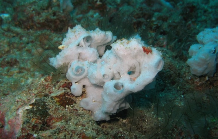 Crédit : IRD. Crédit : IRD.