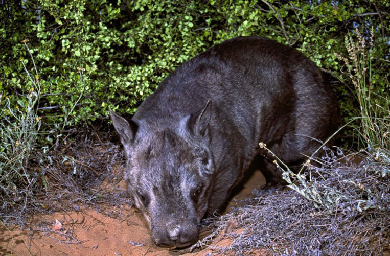 Au carnet rose australien, un rarissime wombat à nez poilu du Nord