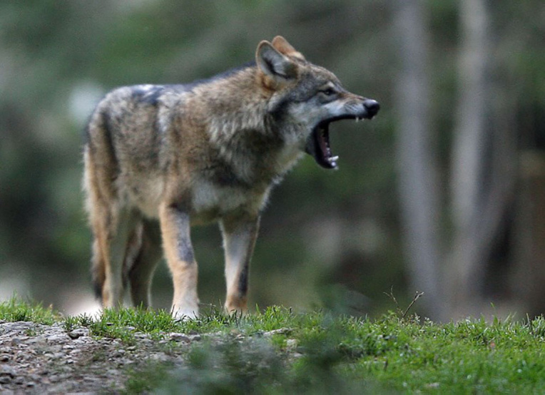 Le gouvernement autorise 40 abattages et promet un nouveau plan loup