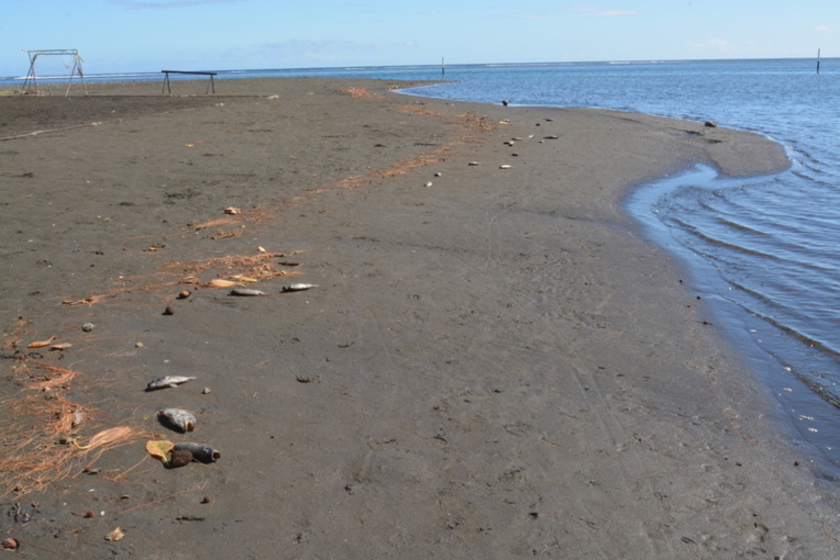 Spectacle désolant en ce lundi matin, à la Pointe Vénus. Spectacle désolant en ce lundi matin, à la Pointe Vénus.