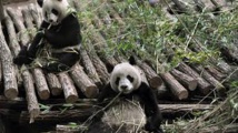 Zoo de Beauval : pour la première fois, une femelle panda en gestation en France Zoo de Beauval : pour la première fois, une femelle panda en gestation en France